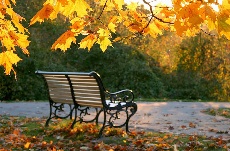 опавшие листья