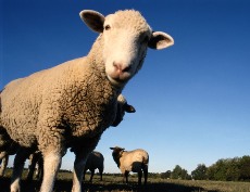 Изображение из статьи: Нестадное чувство: кто ты – одинокая овца или глупая овечка?