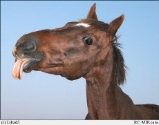 Изображение из статьи: Никотин убивает в человеке лошадь!