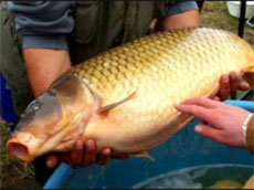 продукты питания