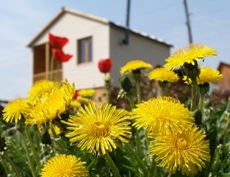 Изображение из статьи: Стоит ли проводить отпуск на даче? ЗА и ПРОТИВ